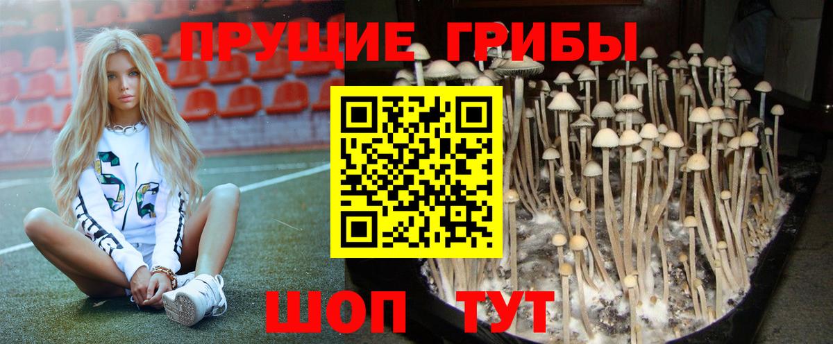 как найти закладки  Костомукша  Псилоцибиновые грибы Psilocybe 
